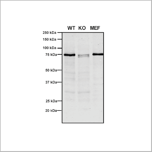 product-image-AAA27698_WB4.png
