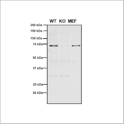 product-image-AAA27706_WB3.png