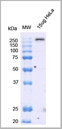 product-image-AAA27709_WB3.png