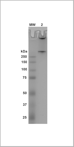 product-image-AAA27710_APP6.png