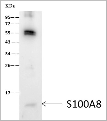 product-image-AAA27743_WB2.jpg