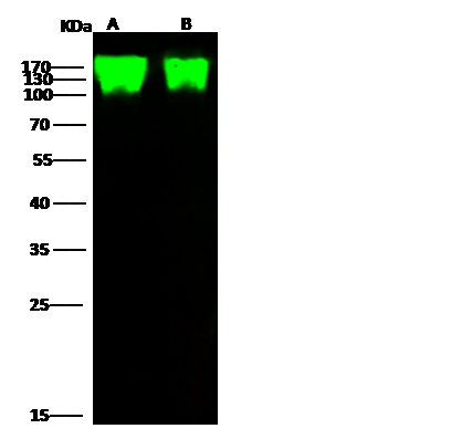 product-image-AAA27758_WB.png