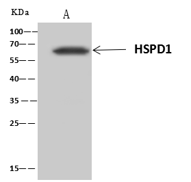 product-image-AAA27771_IP7.png