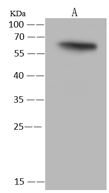 product-image-AAA27771_WB.png