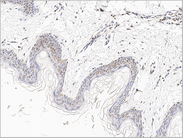 product-image-AAA27774_IHC2.png