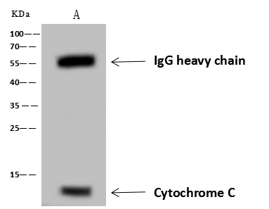 product-image-AAA27774_IP7.png