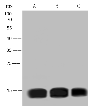 product-image-AAA27774_WB.png