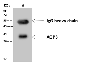 product-image-AAA27780_IP6.png