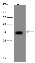 product-image-AAA27780_WB.png