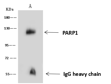 product-image-AAA27781_IP6.png