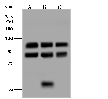product-image-AAA27781_WB.png