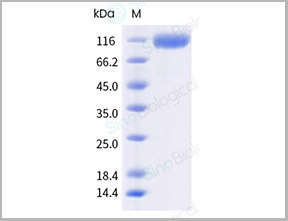 product-image-AAA27782_APP3.jpg