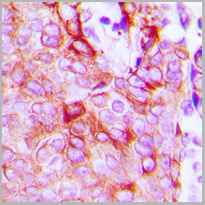 product-image-AAA27788_IHC2.jpg
