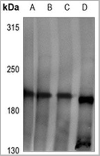 product-image-AAA27788_WB.jpg