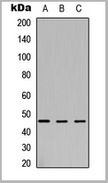 product-image-AAA27789_WB.jpg