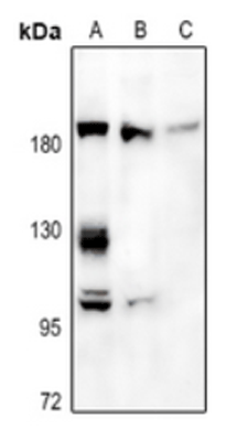 product-image-AAA27800_WB.jpg