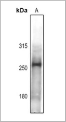 product-image-AAA27801_WB.jpg