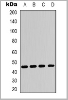 product-image-AAA27805_WB.jpg