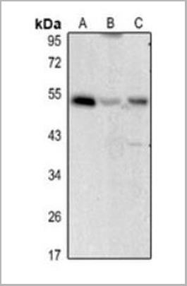 product-image-AAA27806_WB.jpg
