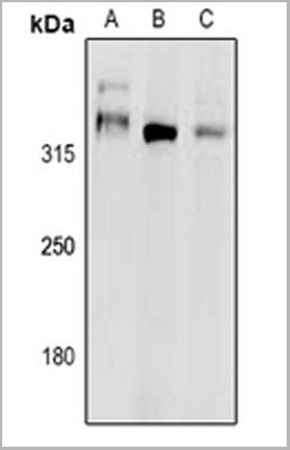 product-image-AAA27811_WB.jpg