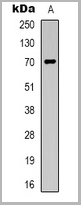 product-image-AAA27812_WB.jpg