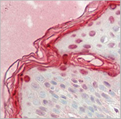 product-image-AAA27815_IHC2.jpg