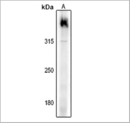 product-image-AAA27815_WB.jpg