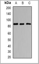 product-image-AAA27857_WB.jpg