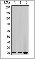 product-image-AAA27859_WB.jpg