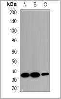 product-image-AAA27865_WB.jpg