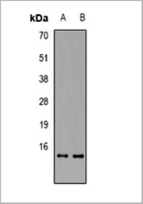 product-image-AAA27867_WB.jpg