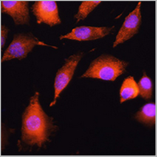 product-image-AAA27882_IHC2.png