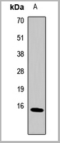 product-image-AAA27882_WB.jpg
