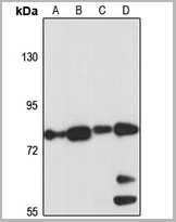 product-image-AAA27894_WB.jpg