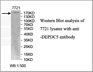 product-image-AAA27913_WB.jpg