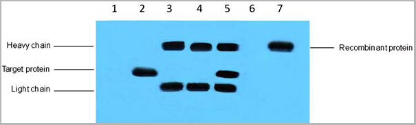 product-image-AAA27915_IP3.jpg