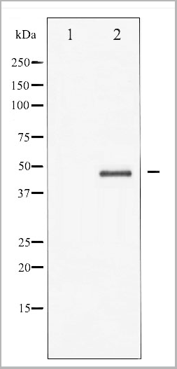 product-image-AAA27920_WB.png