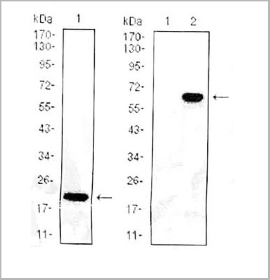 product-image-AAA27926_WB.jpg