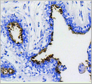 product-image-AAA27933_IHC4.jpg
