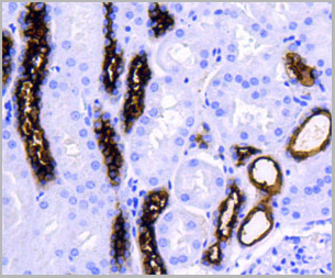 product-image-AAA27933_IHC5.jpg