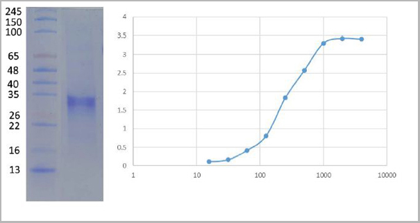 product-image-AAA27949_ELISA.jpg