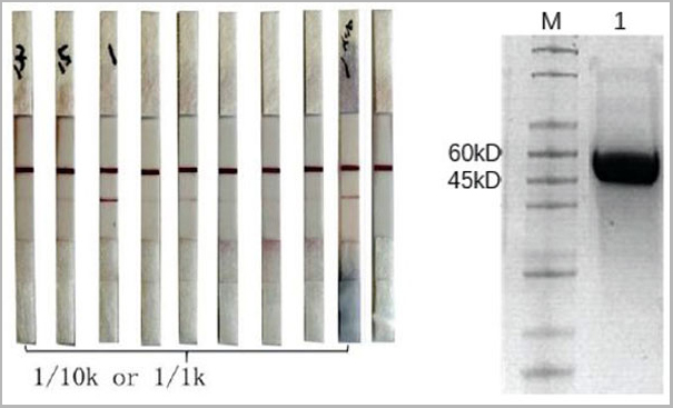 product-image-AAA27950_SDS_PAGE.jpg