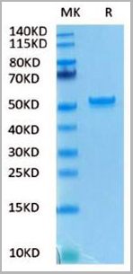 product-image-AAA27956_SDS_PAGE.jpg