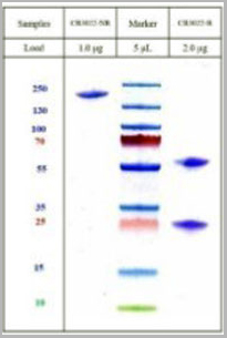 product-image-AAA27962_SDS_PAGE.jpg