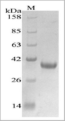 product-image-AAA27963_SDS_PAGE.jpg