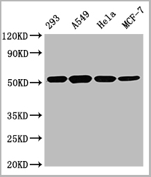 product-image-AAA28058_WB.jpg