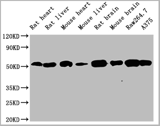 product-image-AAA28058_WB3.jpg