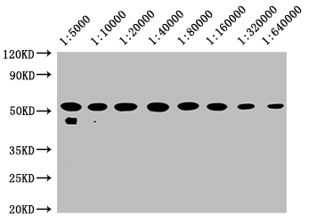 product-image-AAA28058_WB5.jpg