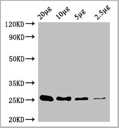 product-image-AAA28063_WB2.jpg