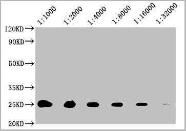 product-image-AAA28063_WB3.jpg